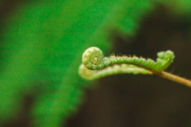 istock Macro photography fern leaf 1160043278