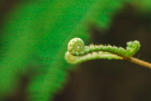 istock Macro photography fern leaf 1160043356