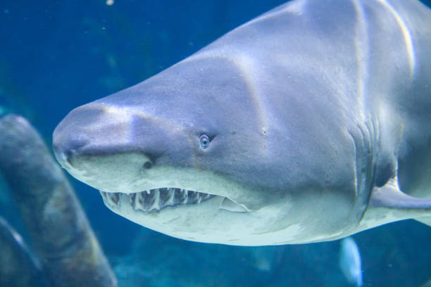 istock The shark in the tank 1160043560
