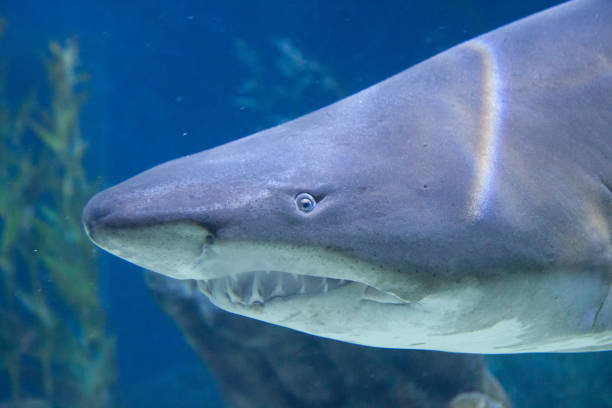 istock The shark in the tank 1160043563