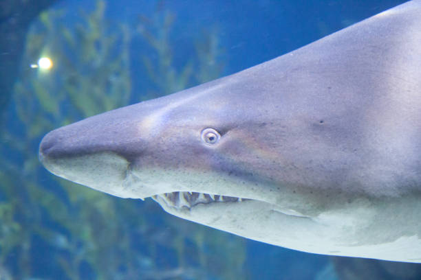 istock The shark in the tank 1160043586