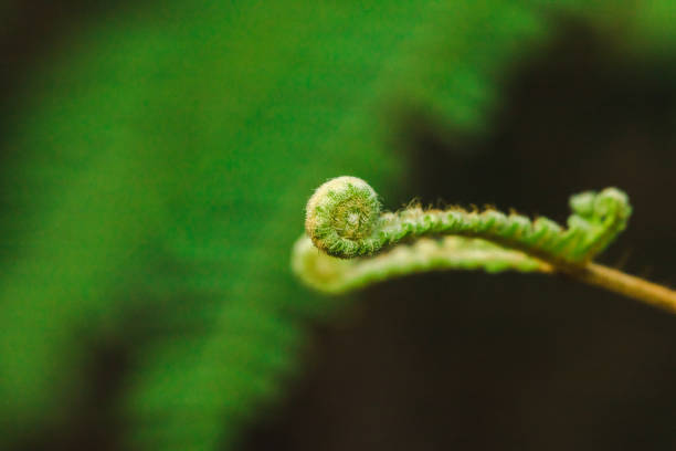 istock Macro photography fern leaf 1160043653