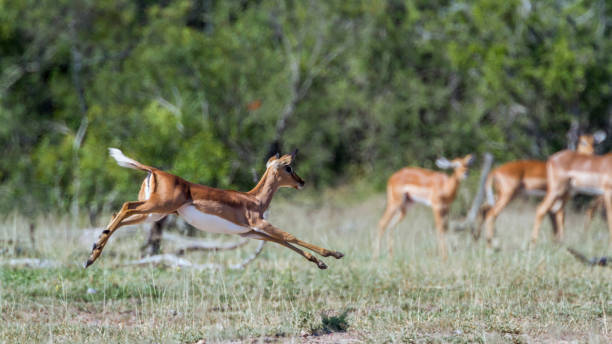 istock Common Impala in Kruger National park, South Africa 1160044509