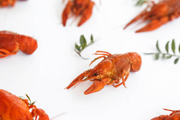 Macro Prawns