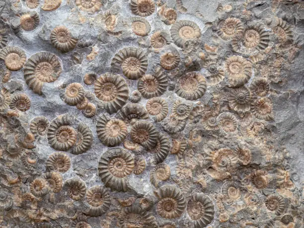 A group of fossil ammonites in a slab of rock