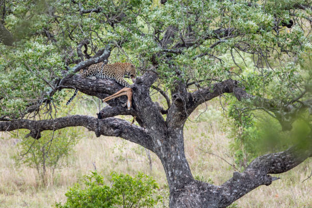 istock Leopard in Kruger National park, South Africa 1160047501