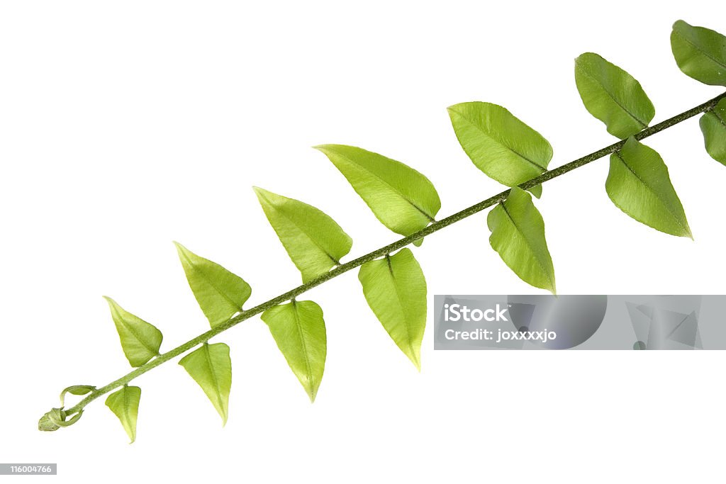 Green leaves Branch of green leaves isolated on white background. Botany Stock Photo
