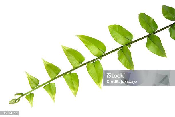 Green Leaves Stock Photo - Download Image Now - Botany, Branch - Plant Part, Color Image