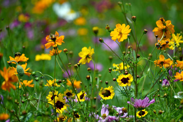 istock Bees Gather Pollen in Wildflower Field 1160050237