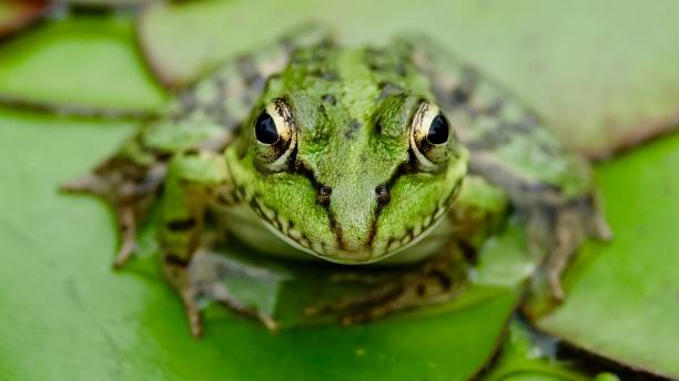 istock Frog in a lake 1160050506