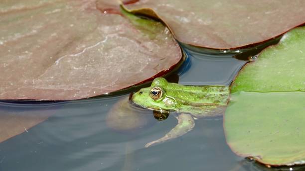 istock Frog in a lake 1160050591