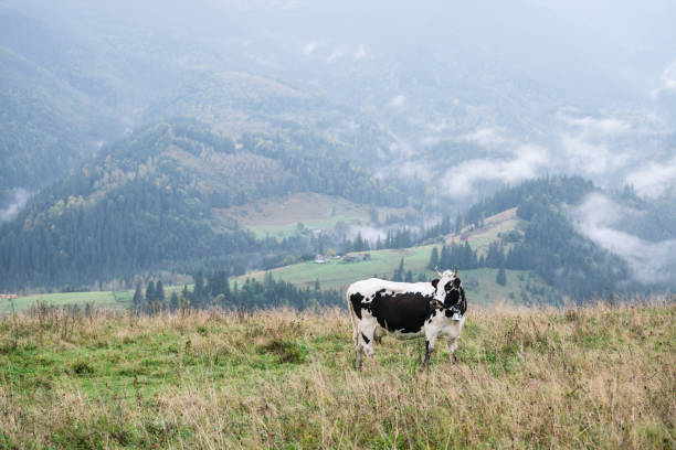istock Spotted cow on a mountain pasture 1160051457