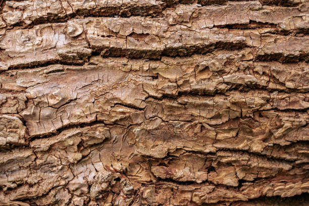 istock Wooden bark texture. High quality unique texture of tree bark. Close up backdrop. 1160051828