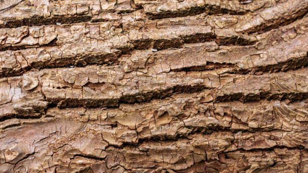 istock Wooden bark texture. High quality unique texture of tree bark. Close up backdrop. 1160051867