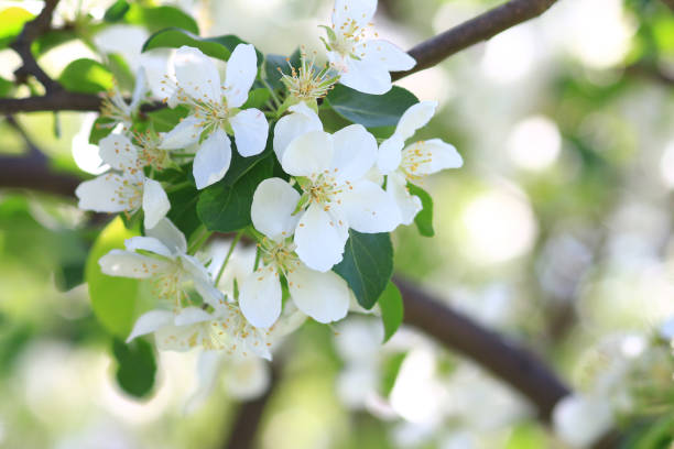 istock Flowers on a branch of a crabapple tree 1160052136