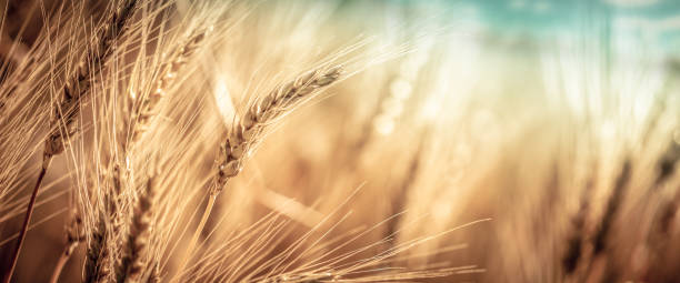 Close-up Of Ripe Golden Wheat stock photo
