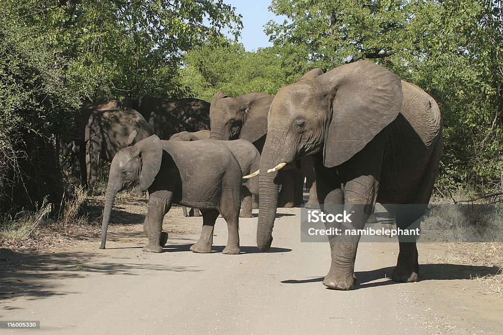 Blocco stradale - Foto stock royalty-free di Africa