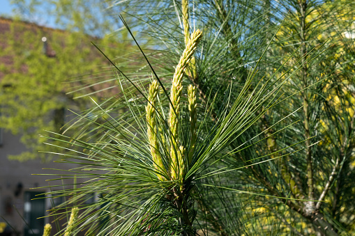 New growth of Himalayan pine or Pinus wallichiana in a garden.