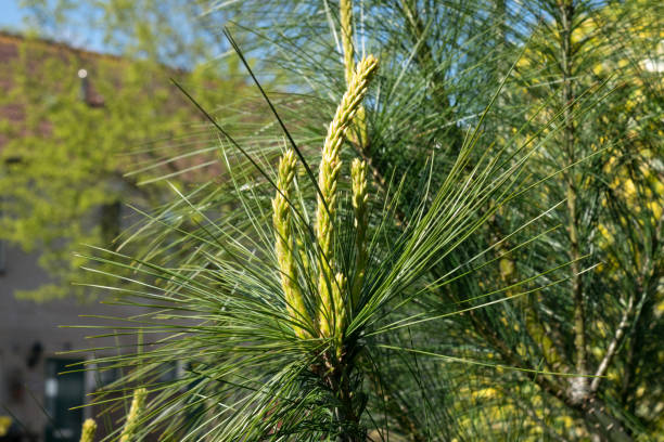 Young shoots of Pinus wallichiana or Himalayan pine in spring New growth of Himalayan pine or Pinus wallichiana in a garden. pinus wallichiana stock pictures, royalty-free photos & images