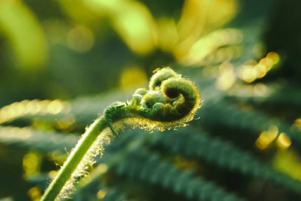 istock Macro photography of ferns, 1160053587