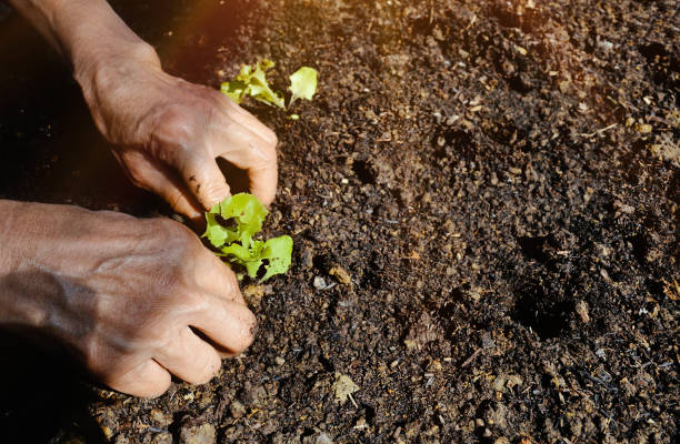 istock old people plant a little tree natural and Ecology concept 1160054634