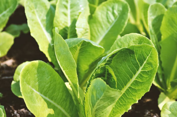 istock green lettuce, salad in vegetable plot, food organic concept 1160054651
