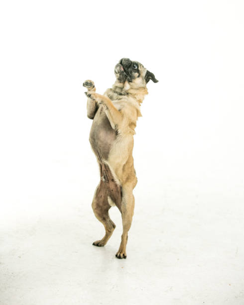 istock Adorable Blonde Pug 1160054789