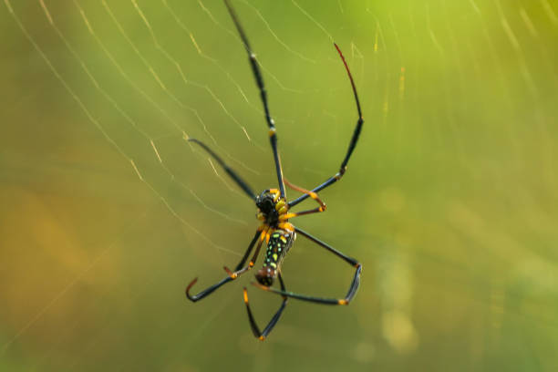 istock Golden Web Spider knit large fibers 1160055494