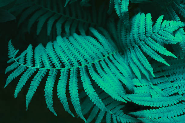 istock Futuristic fern leaves. Bright aqua background for your design. 1160056417