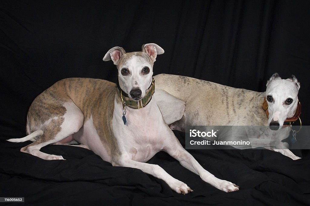 Windhunde - Lizenzfrei Auf dem Boden sitzen Stock-Foto