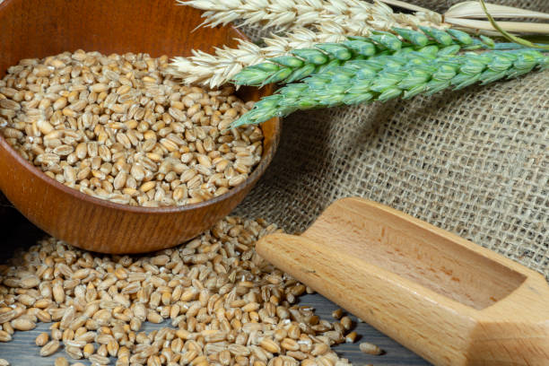 istock Wheat seeds spilling from a bowl with ears 1160056717