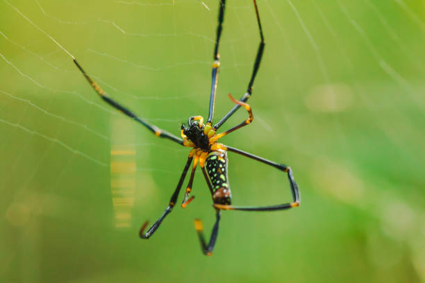 istock Golden Web Spider knit large fibers 1160056828