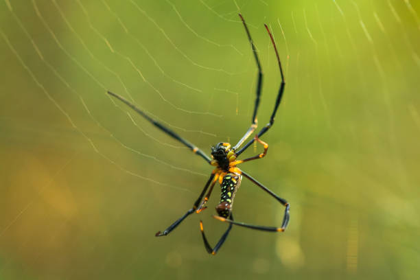 istock Golden Web Spider knit large fibers 1160056878
