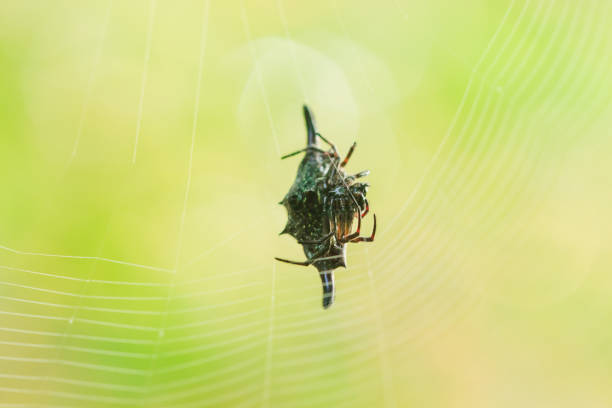 istock Spiny orb-weavers are knitting fibers 1160057568
