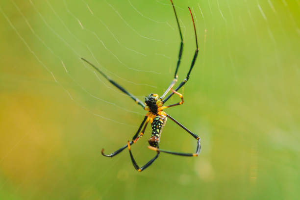 istock Golden Web Spider knit large fibers 1160057729