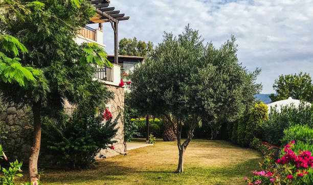 istock Olive tree in the garden 1160057819