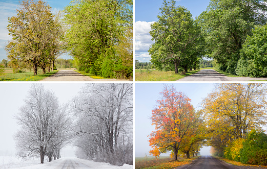 Hermoso collage de 4 estaciones, diferentes imágenes de una avenida de árbol, mismo lugar, lugar. Follaje de primavera, verde fresco brillante día de verano, mañana de niebla con hojas amarillas de otoño, tormenta de nieve en invierno. photo
