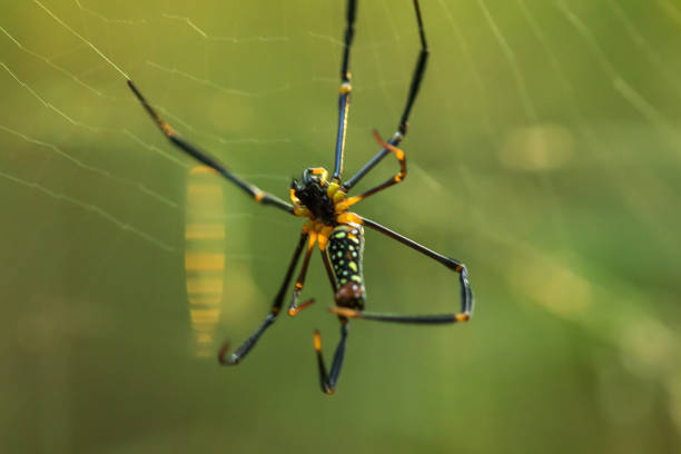 istock Golden Web Spider knit large fibers 1160057879