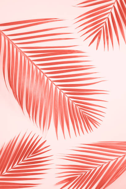 istock Tropical palm leaves on pastel yellow background. Minimal summer concept. Creative flat lay with copy space. Top view green leaf on punchy pastel paper 1160057960