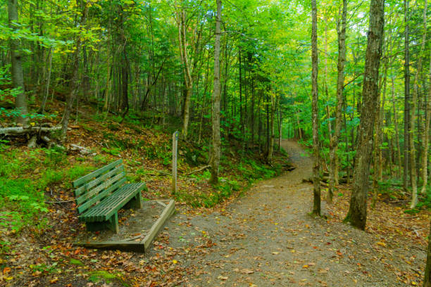 istock Trees and footpath, in Mont Tremblant National Park 1160058080
