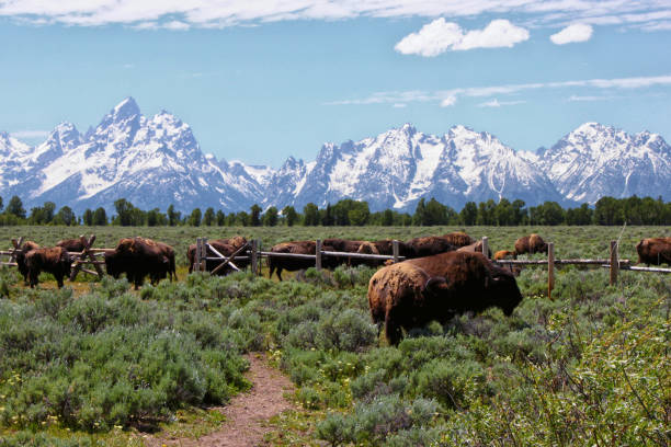istock Bison grazing with Mountains in background 1160060957