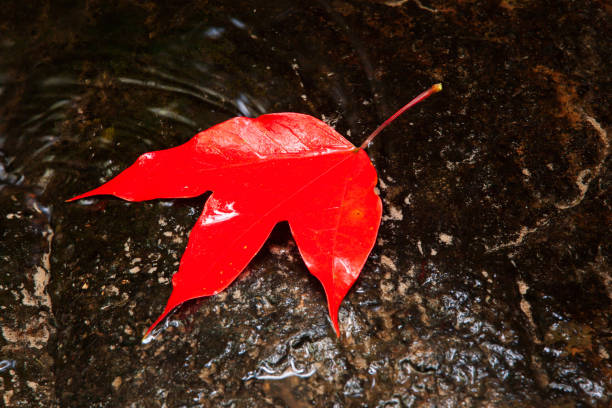 Colourful red Maple leaf on streamlet in autumn, glossy maple leaf on a stone in freshwater.