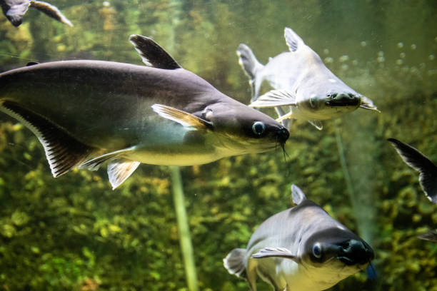 istock Exotic sea fishes in a aquarium 1160061982