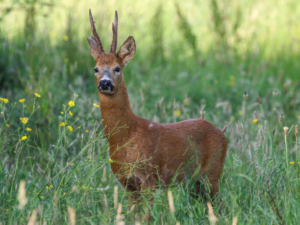 istock Stag Roe Deer at Titchfield 1160064146