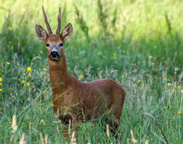 istock Stag Roe Deer at Titchfield 1160064174