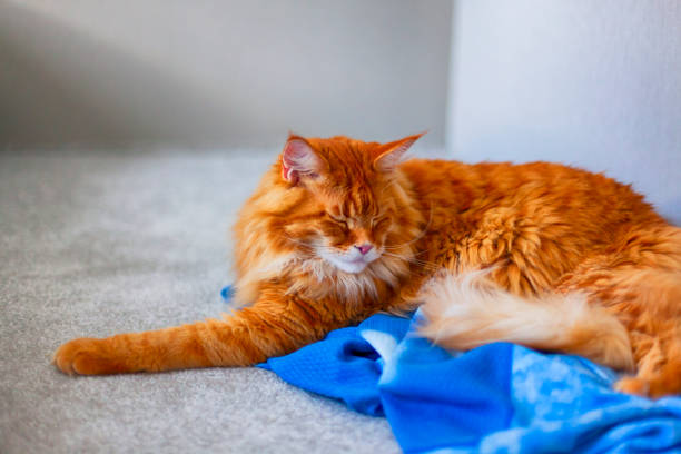 istock Ginger Maine Coon cat lying and sleeping on blue cover on gray floor. 1160065289