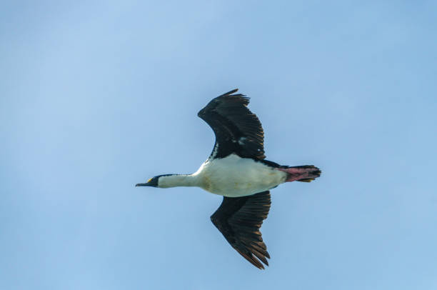 istock South Georgian Imperial Shag in Flight 1160065581