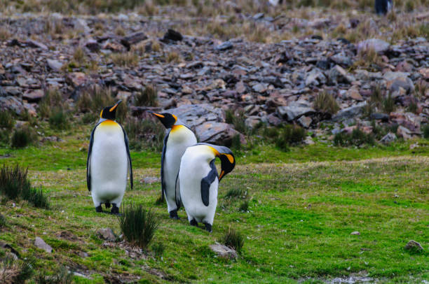 três pinguins de rei no louro de fortuna - south georgia falkland islands mode of transport nature - fotografias e filmes do acervo