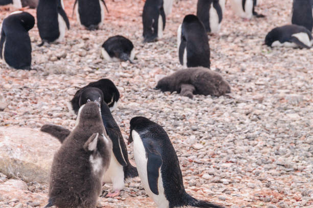 istock Adelie Penguin couple feeding their chick 1160065608