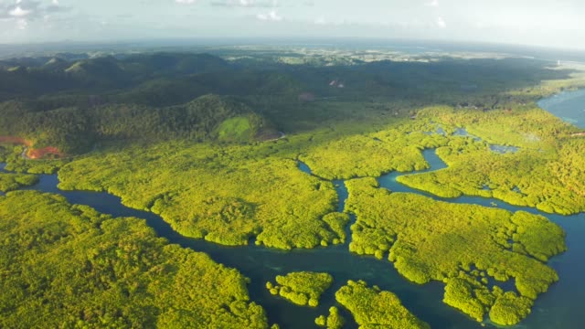 Aerial Top View of Amazon rainforest and river in Brazil